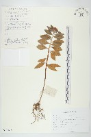 寬葉土三七藏品圖，第1張