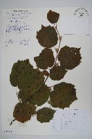 榛樹藏品圖，第1張