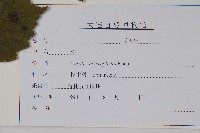 榛樹藏品圖，第2張