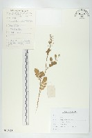 濕生葶藶藏品圖，第1張