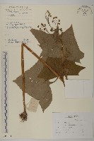 腎葉免兒傘藏品圖，第1張