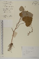 腺梗菜藏品圖，第1張