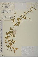 狗筋蔓藏品圖，第1張