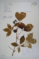 刺五加藏品圖，第1張
