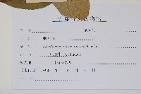 刺五加藏品圖，第2張
