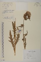 煙管草藏品圖，第1張