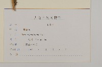 煙管草藏品圖，第3張