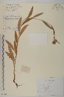 大刺兒菜藏品圖，第1張