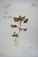 反枝莧藏品圖，第1張