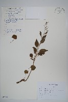 牧根草藏品圖，第1張