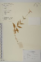 絲瓣剪秋籮藏品圖，第1張