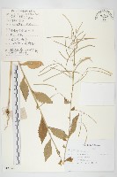 垂果南芥菜藏品圖，第1張