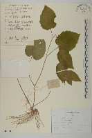 東鳳菜藏品圖，第1張