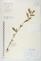 阿爾泰狗哇花藏品圖，第1張