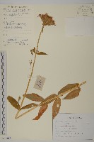 淺裂剪秋蘿藏品圖，第1張