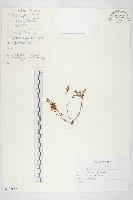 蘚狀景天藏品圖，第1張