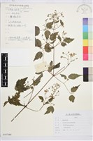 短尾鐵線蓮藏品圖，第1張