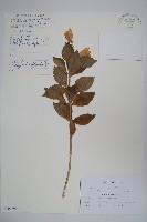 桔梗藏品圖，第1張