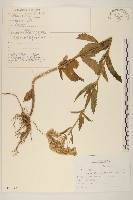 輪葉澤蘭藏品圖，第1張