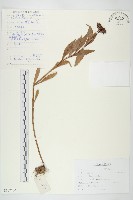 費菜藏品圖，第1張