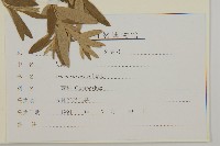 艾蒿藏品圖，第3張