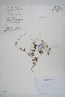 附地菜藏品圖，第1張