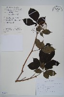 刺五加藏品圖，第1張