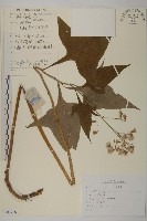 山尖子藏品圖，第1張