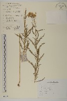 洋蓍草、千葉蓍藏品圖，第1張