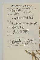 洋蓍草、千葉蓍藏品圖，第2張