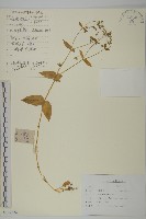 牛繁縷藏品圖，第1張