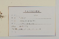 牛繁縷藏品圖，第3張