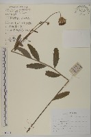 大刺兒菜藏品圖，第1張