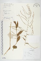 垂果南芥菜藏品圖，第1張