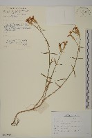 石竹、洛陽花、剪絨花藏品圖，第1張