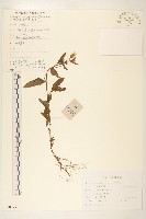 興安毛蓮菜藏品圖，第1張