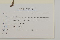 免兒傘藏品圖，第3張