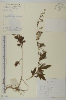 寬葉山蒿藏品圖，第1張