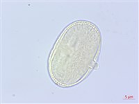 長鞘獨活藏品圖，第2張