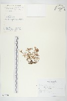 蘚狀景天藏品圖，第1張