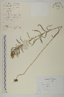 西伯利亞蓍藏品圖，第1張