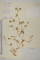 狗筋蔓藏品圖，第1張