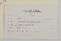 狗筋蔓藏品圖，第3張