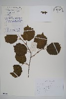 榛樹藏品圖，第1張