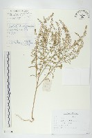 腺獨行菜藏品圖，第1張