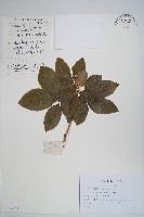 短梗五加藏品圖，第1張