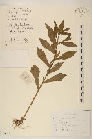 白頂飛蓬藏品圖，第1張