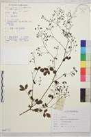 展枝唐松草藏品圖，第1張