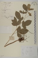 登錄號:S107776藏品圖，第1張