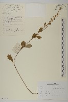 庵蒿藏品圖，第1張